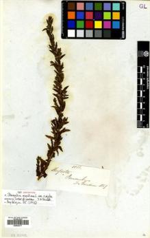 Type specimen at Edinburgh (E). Gardiner, William: 1088. Barcode: E00505377.