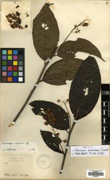 Type specimen at Edinburgh (E). Hose, Charles: 482. Barcode: E00505379.