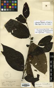 Type specimen at Edinburgh (E). Hose, Charles: 482. Barcode: E00505380.