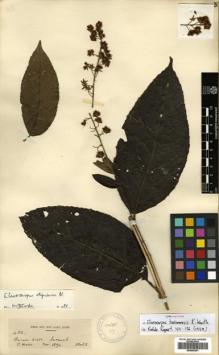 Type specimen at Edinburgh (E). Hose, Charles: 482. Barcode: E00505381.