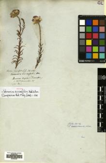 Type specimen at Edinburgh (E). Tweedie, John: . Barcode: E00506005.