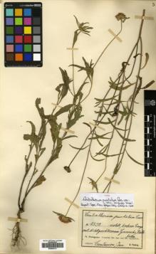 Type specimen at Edinburgh (E). Fiebrig, Karl: 4532. Barcode: E00506131.