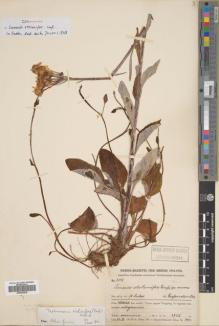 Type specimen at Edinburgh (E). Handel-Mazzetti, Heinrich: 3145. Barcode: E00506929.