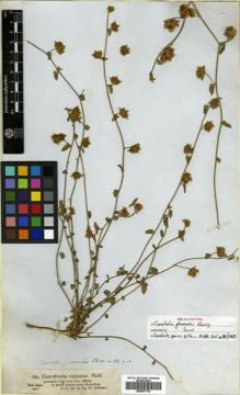 Type specimen at Edinburgh (E). Schimper, Georg: 784. Barcode: E00507154.