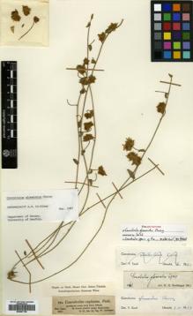 Type specimen at Edinburgh (E). Schimper, Georg: 784. Barcode: E00507155.