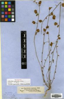 Type specimen at Edinburgh (E). Schimper, Georg: 784. Barcode: E00507156.
