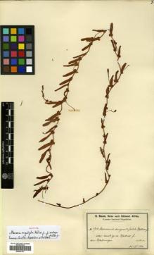 Type specimen at Edinburgh (E). Baum, Hugo: 479. Barcode: E00507477.