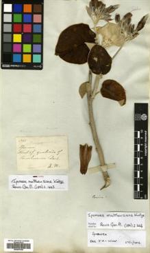 Type specimen at Edinburgh (E). Mathews, Andrew: 855. Barcode: E00507630.