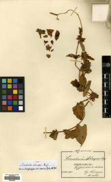 Type specimen at Edinburgh (E). Schimper, Georg: 1465. Barcode: E00507698.