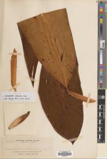 Type specimen at Edinburgh (E). Elmer, Adolph: 10246. Barcode: E00507759.