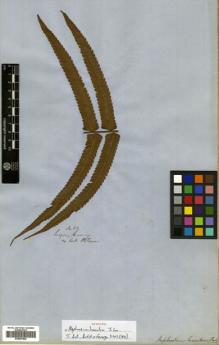 Type specimen at Edinburgh (E). Cuming, Hugh: 82. Barcode: E00507822.