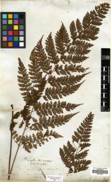 Type specimen at Edinburgh (E). Walker, George: 1952. Barcode: E00507850.
