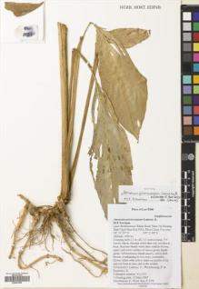 Type specimen at Edinburgh (E). Lamxay, Vichith; Phanthavong, P.; Keoketsy, B.: VL1131. Barcode: E00507855.