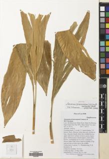 Type specimen at Edinburgh (E). Lamxay, Vichith; Phanthavong, P.; Keoketsy, B.: VL1131. Barcode: E00507856.