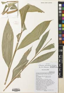 Type specimen at Edinburgh (E). Lamxay, Vichith; Chanthapany, C.; Lanorsavanh, Soulivanh; Newman, Mark: VL1290. Barcode: E00507863.
