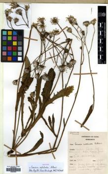 Type specimen at Edinburgh (E). Hilliard, Olive: 3163. Barcode: E00507864.