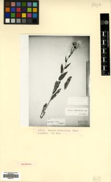 Type specimen at Edinburgh (E). Kolenati, Friedrich: 2151. Barcode: E00507871.