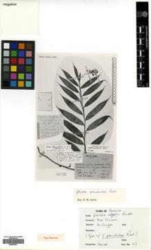 Type specimen at Edinburgh (E). : 37. Barcode: E00507881.