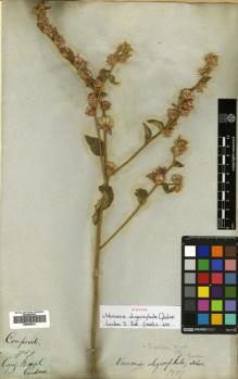Type specimen at Edinburgh (E). Gardner, George: 3789. Barcode: E00508921.