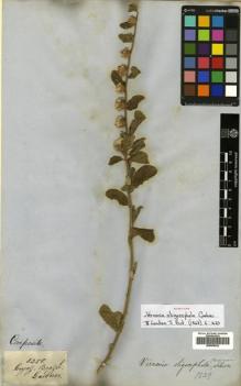 Type specimen at Edinburgh (E). Gardner, George: 3258. Barcode: E00508922.
