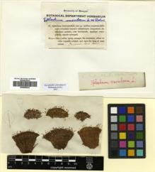 Type specimen at Edinburgh (E). Drummond, Thomas: 37. Barcode: E00509034.