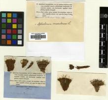 Type specimen at Edinburgh (E). Drummond, Thomas: . Barcode: E00509035.