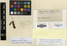 Type specimen at Edinburgh (E). Spruce, Richard: . Barcode: E00509037.