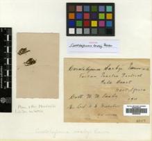Type specimen at Edinburgh (E). Saxby, H: . Barcode: E00509040.