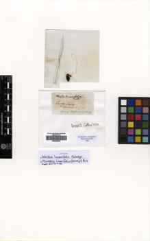 Type specimen at Edinburgh (E). Hornschuch, C.: . Barcode: E00509042.