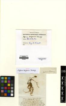 Type specimen at Edinburgh (E). Bory, Jean: . Barcode: E00509044.