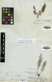 Type specimen at Edinburgh (E). Cuming, Hugh: 208. Barcode: E00509045.