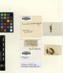 Type specimen at Edinburgh (E). Hornschuch, C.: . Barcode: E00509047.