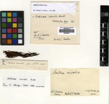Type specimen at Edinburgh (E). Hooker, William: . Barcode: E00509057.
