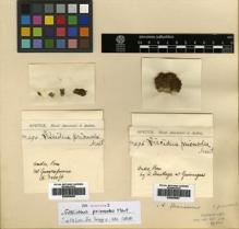 Type specimen at Edinburgh (E). Spruce, Richard: 494. Barcode: E00509066.