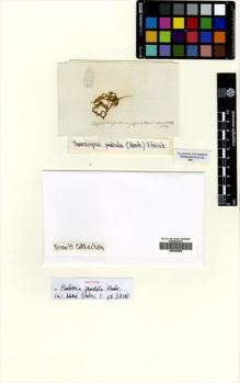 Type specimen at Edinburgh (E). Humboldt, Friedrich: 96. Barcode: E00509088.