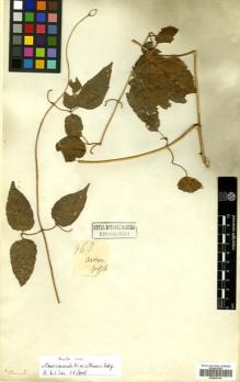 Type specimen at Edinburgh (E). Griffith, William: 963. Barcode: E00509105.