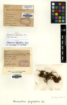 Type specimen at Edinburgh (E). Jacobson, E.: . Barcode: E00509112.
