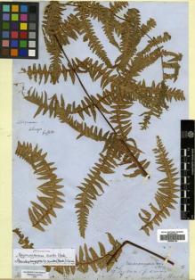 Type specimen at Edinburgh (E). Griffith, William: . Barcode: E00509126.
