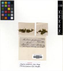 Type specimen at Edinburgh (E). Puiggari, G.: 626. Barcode: E00509178.