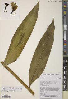 Type specimen at Edinburgh (E). Harris, David; Fay, John: 1803. Barcode: E00509480.