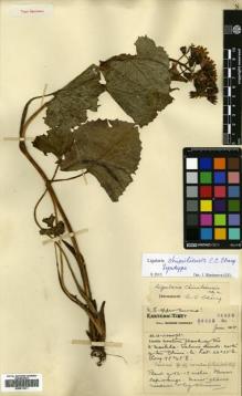 Type specimen at Edinburgh (E). Forrest, George: 26835. Barcode: E00511071.