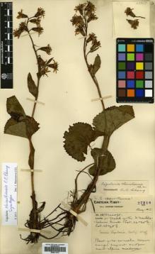 Type specimen at Edinburgh (E). Forrest, George: 27218. Barcode: E00511074.