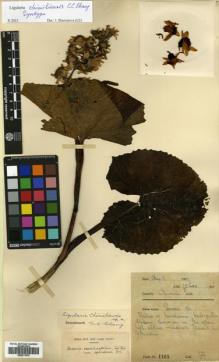 Type specimen at Edinburgh (E). Farrer, Reginald: 1165. Barcode: E00511076.