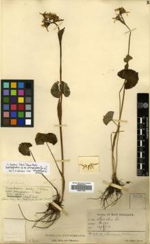 Type specimen at Edinburgh (E). Lepcha, Rhomoo: 1029. Barcode: E00511192.