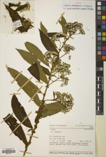 Type specimen at Edinburgh (E). Van Beusekom, C.F. & Phengkhlai, C.: 3029. Barcode: E00511687.