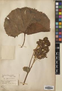 Type specimen at Edinburgh (E). Forrest, George: 10831. Barcode: E00512198.
