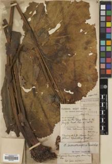 Type specimen at Edinburgh (E). Forrest, George: 10831. Barcode: E00512201.