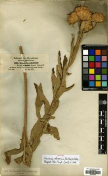 Type specimen at Edinburgh (E). Schimper, Georg: 318. Barcode: E00513936.