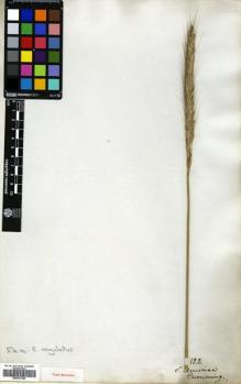 Type specimen at Edinburgh (E). Cuming, Hugh: 122. Barcode: E00514106.