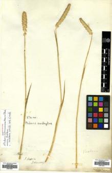 Type specimen at Edinburgh (E). Cuming, Hugh: 1346. Barcode: E00514220.